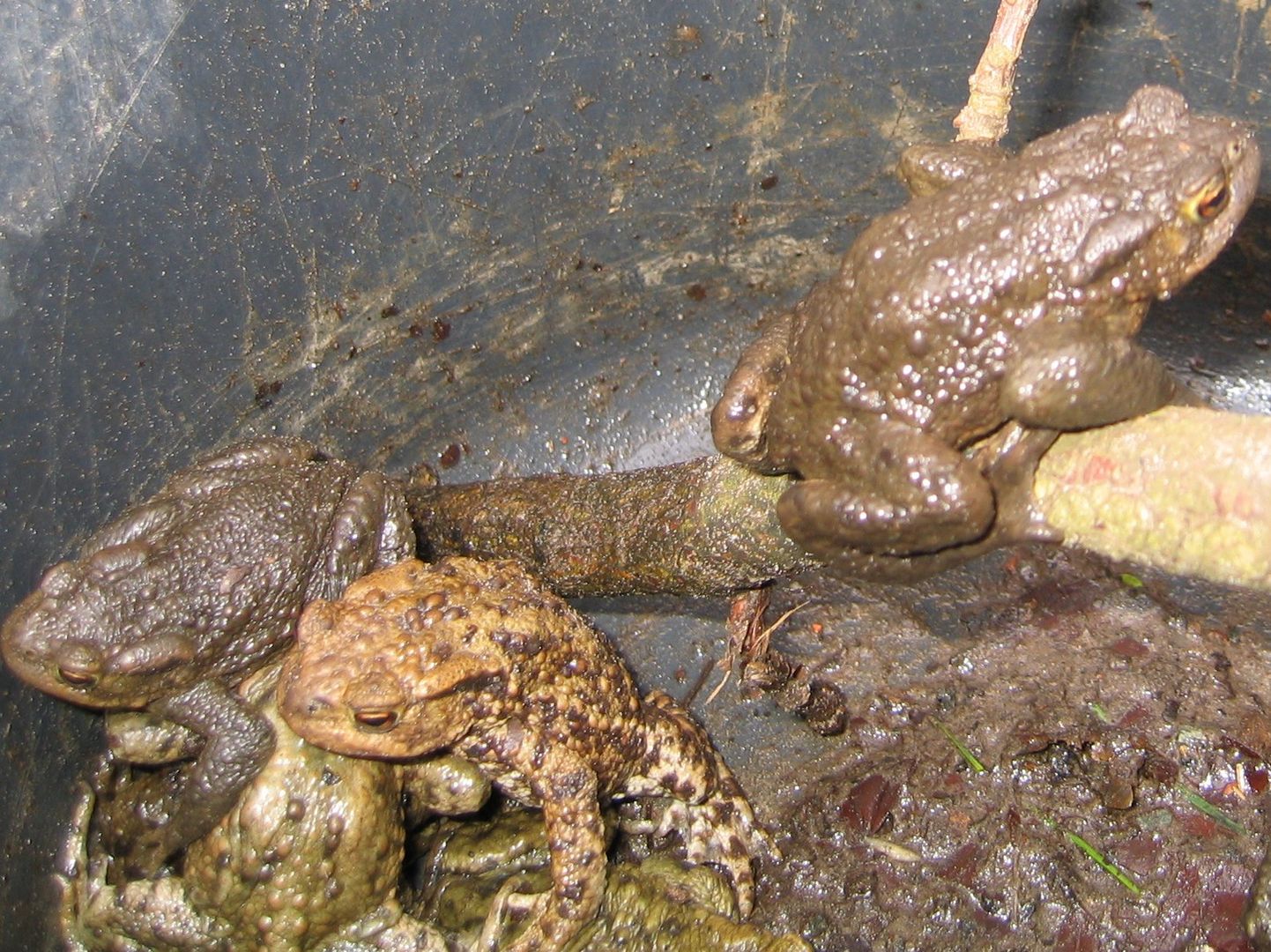 Erdkröten im Fangeimer. Foto: BUND