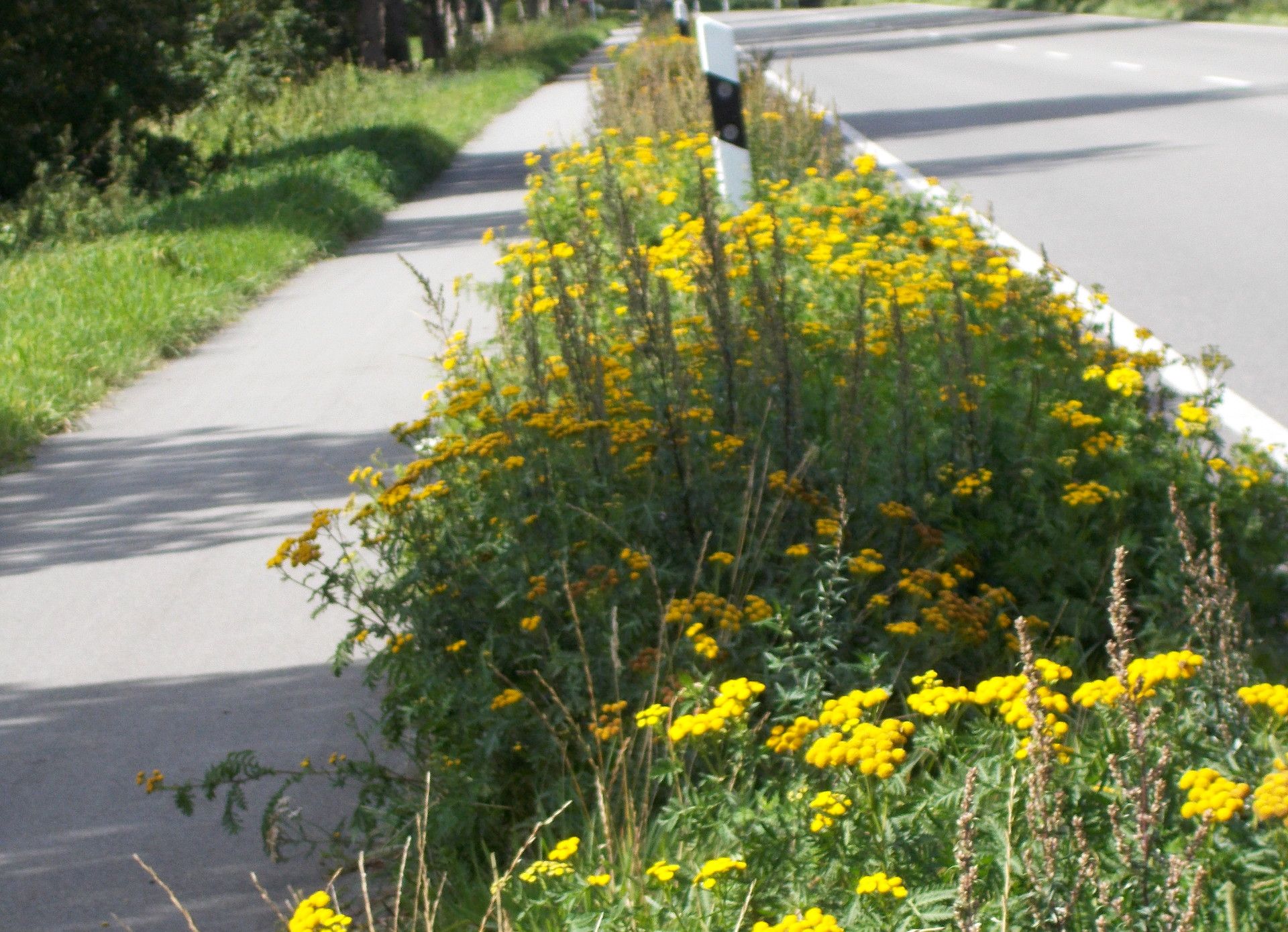 Blühstreifen zwischen Radweg und Straße. Foto: BUND/R. Runge