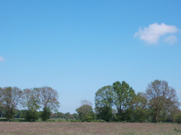 Kahlfrass durch Raupen an Eichen. Foto: BUND